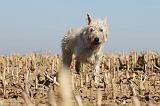 BOUVIER DES ARDENNES 132